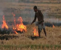 Reporter Stories: বাঁকুড়ায় ফসল তোলার পর ক্ষেতে আগুন, ছড়াচ্ছে দূষণ, ক্ষতিগ্রস্ত হচ্ছে বাস্তুতন্ত্র