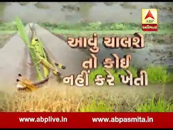 બનાસકાંઠામાં તીડનું આક્રમણઃ સાતથી વધુ ગામોની ખેતીમાં અસર, જુઓ ખાસ અહેવાલ