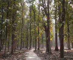 Reporter Stories: দারুণ পিকনিক স্পট কিন্তু পরিকাঠামোর অভাবে ধুঁকছে কোচবিহার শহরের পাশে শালবাগান 