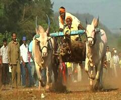 Bailgada Sharyat | अबब... एका बैलाची किंमत साडे सोळा लाख! | स्पेशल रिपोर्ट | ABP Majha