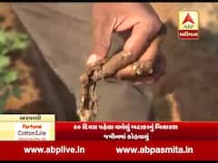 અરવલ્લીઃ 20 દિવસ અગાઉ વાવેલા બટાકા જમીનમાં જ કોવાઇ ગયા, જુઓ વીડિયો