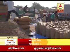 મુદ્દાની વાતઃ જૂનાગઢમાં મગફળીની ખરીદી બંધ થતાં હંગામો, જુઓ ખાસ અહેવાલ