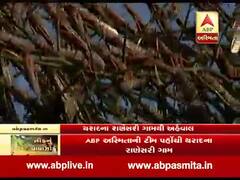 બનાસકાંઠાઃ તીડના આક્રમણ મુદ્દે થરાદના રાણેસરીથી ખાસ અહેવાલ, જુઓ વીડિયો