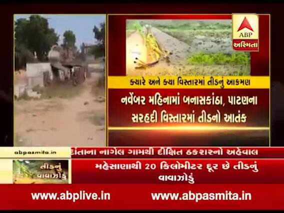 દાંતાઃ નાગેલ ગામના ખેતરોમાં તીડનું આક્રમણ, ઘઉં, મકાઇ, એરંડાના ઉભા પાકને નુકશાન, જુઓ વીડિયો