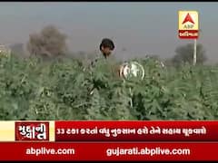 તીડ પર રાજનીતિ, ગુજરાત સરકારે દાવો કર્યો કે તીડ ગુજરાત છોડીને ભાગ્યા, જુઓ વીડિયો