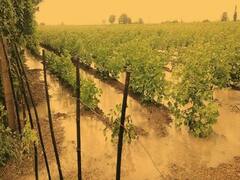 બનાસકાંઠાઃ કમોસમી વરસાદથી ઠેરઠેર પાણી ભરાયા, ખેડૂતોના પાકને ભારે નુકશાન, જુઓ વીડિયો