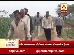 મુદ્દાની વાતઃ ગીર સોમનાથના ખેડૂતોને દીપડાની દહેશત, દિવસે વીજળીની માંગ