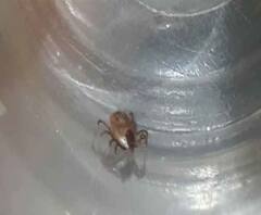 Reporter Stories: হুগলীতে অজানা পোকার কামড়ে স্ক্রাব টাইফাসের আতঙ্ক 