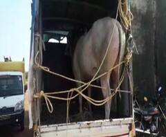 Bull Fight | वेंगुर्ल्यात बैलांच्या अनधिकृत झुंजींवर पोलिसांची कारवाई | ABP MAJHA