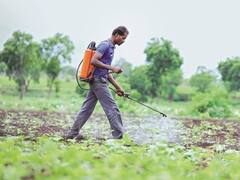 તીડના આતંક પર રાજનીતિ વધુ બની તેજ, રાજીવ સાતવે શું આપી સલાહ? જુઓ વીડિયો