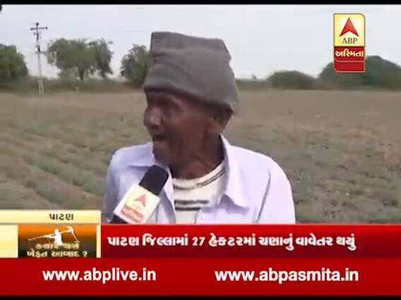 પાટણઃ ચણાના પાકમાં લીલી ઇયળો અને ફૂગ, જુઓ ખાસ અહેવાલ