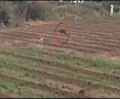 VIDEO | जेव्हा कुत्रा बिबट्याला पळवून लावतो... | धुळे | ABP Majha