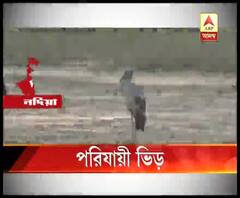 চাকদার ভাগীরথী পাড়ে আসতে শুরু করেছে ঝাঁকে ঝাঁকে পরিযায়ী পাখি