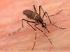 ગુજરાતમાં ડેંગ્યૂનો કહેર યથાવાતઃ રાજકોટમાં કિશોરીનું મોત