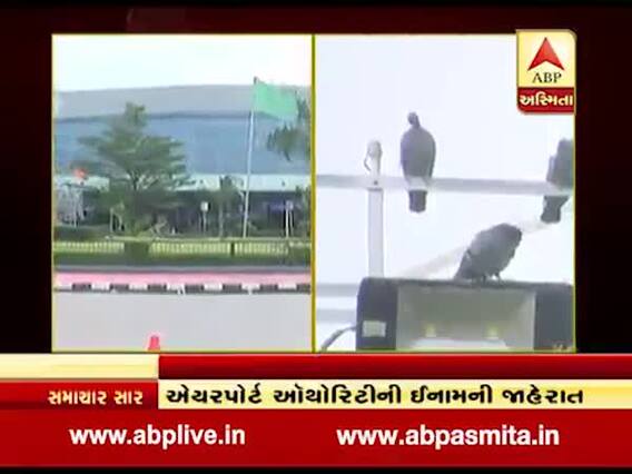 વડોદરા એરપોર્ટ પર કબૂતરોનો આતંક, એરપોર્ટ ઓથોરિટીએ શું કરી જાહેરાત? જુઓ વીડિયો