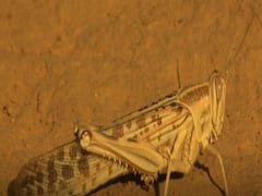 તીડના આક્રમણથી પરેશાન ખેડૂતો માટે આવ્યા સારા સમાચાર, જુઓ વીડિયો