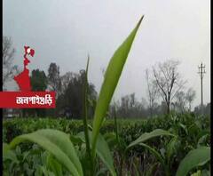 জাতীয় নাগরিক পঞ্জি ও সংশোধিত নাগরিকত্ব আইনের বিরোধিতায় ডুয়ার্সের প্রচার তৃণমূলের