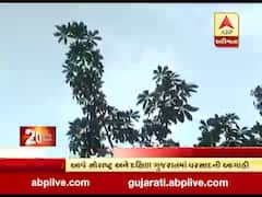 સૌરાષ્ટ્ર- દક્ષિણ ગુજરાતમાં વરસાદની આગાહી, જુઓ વીડિયો