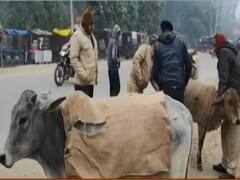 आवारों गायों को ठंड से बचाने के लिए यूपी पुलिस की मुहिम