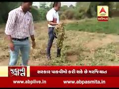 મુદ્દાની વાતઃ સરકાર પાકવીમો કરી શકે છે મરજિયાત, જુઓ ખાસ અહેવાલ