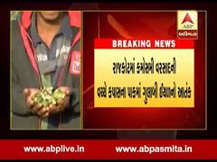 કપાસના પાકમાં ગુલાબી ઇયળનો આતંક, કેટલાય ખેડૂતોએ ઉભો પાક ઉપાડીને ફેંકી દીધો, જુઓ વીડિયો