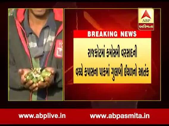 કપાસના પાકમાં ગુલાબી ઇયળનો આતંક, કેટલાય ખેડૂતોએ ઉભો પાક ઉપાડીને ફેંકી દીધો, જુઓ વીડિયો