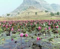 Nashik | नाशकातील निसर्गनिर्मित तळ्यात विविध रंगी कमळं उमलली, 'फुलपगार' म्हणून परिसराची ओळख | ABP Majha 