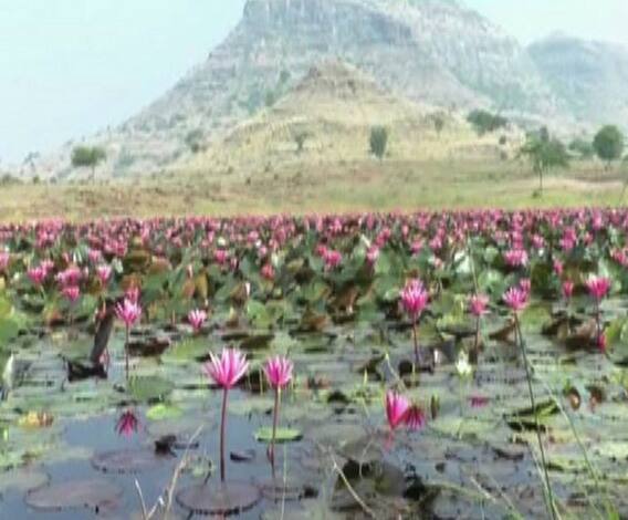 Nashik | नाशकातील निसर्गनिर्मित तळ्यात विविध रंगी कमळं उमलली, 'फुलपगार' म्हणून परिसराची ओळख | ABP Majha 