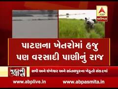 પાટણ: સમી અને શંખેશ્વરના ખેડૂતો સંકટમાં, જુઓ વીડિયો 