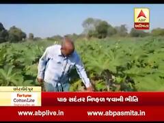 છોટાઉદેપુર: એરંડામાં ઈયળોનો ઉપદ્રવ વધતા ઊભા પાકને લાગ્યો સડો, ખેડૂતોને મોટું નુકસાન, જુઓ વીડિયો 