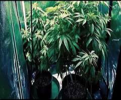 Marijuana Production | राहत्या घरी गांजा तयार केल्याचा प्रकार, चेंबूरमधून एक किलो गांजा, 54 ग्रॅम एमडी हस्तगत | ABP Majha 