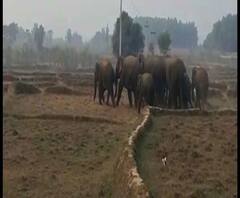 Reporter Stories: পুরুলিয়ার বলরামপুরে হাতির আক্রমণে জখম যুবক