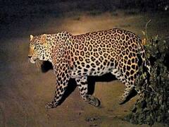 બગસરાઃ દીપડો દેખાયાની ચર્ચા પછી વન વિભાગ પહોંચ્યું ખેતરમાં, જુઓ વીડિયો