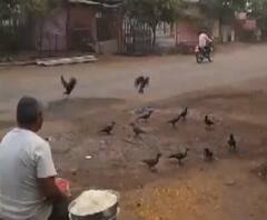 Special Report | माढ्याच्या टपरीवर कावळ्यांची शाळा, कावळ्यांना लळा लावणारा पक्षीप्रेमी | ABP MAJHA