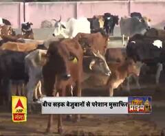 आवारा पशुओं के आतंक से कौन बचाए ?