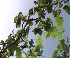 Nashik | बदलत्या वातावरणाचा पिकांना फटका, टोमॅटो, द्राक्ष पिकांवर रोगाचा प्रादुर्भाव | ABP Majha 