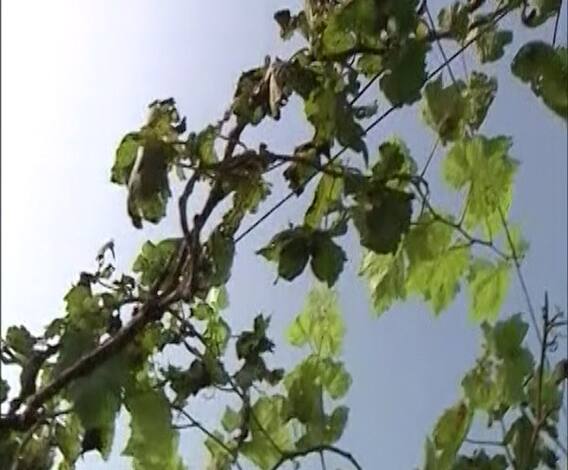 Nashik | बदलत्या वातावरणाचा पिकांना फटका, टोमॅटो, द्राक्ष पिकांवर रोगाचा प्रादुर्भाव | ABP Majha 