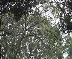 পৌষে অকাল বর্ষণ, আগামীকাল থেকে আবহাওয়ার উন্নতি, বছর শেষে জাঁকিয়ে পড়বে ঠান্ডা, পূর্বাভাস আবহাওয়া দফতরের