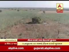 તીડનું આક્રમણઃ 13 દિવસોમાં 5 હજાર હેક્ટરમાં પાકનો નાશ, જુઓ ખાસ અહેવાલ