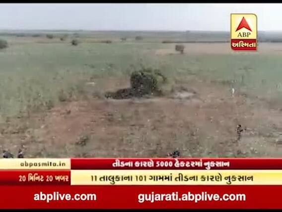 તીડનું આક્રમણઃ 13 દિવસોમાં 5 હજાર હેક્ટરમાં પાકનો નાશ, જુઓ ખાસ અહેવાલ