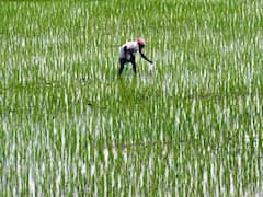 મુદ્દાની વાતઃ છોટાઉદેપુરના ખેડૂતોને કેમ મારવા પડી રહ્યા છે રવિ પાક માટે ફાંફા, જુઓ ખાસ અહેવાલ