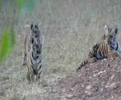 Tiger | नागपूरचा सुलतान बोरिवलीच्या राष्ट्रीय उद्यानात | ABP Majha