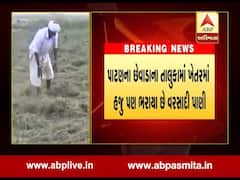પાટણઃ કમોસમી વરસાદથી ખેતરોમાં નિંદણ ઉગી નીકળતા ખેડૂતો ચિંતિત, શિયાળુ પાકમાં નુકશાનની, જુઓ વીડિયો 