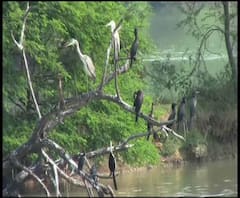 Reporter Stories: দিঘায় মৎস্য দফতরের উদ্যোগে তৈরি হচ্ছে ইকো ট্যুরিজম পার্ক