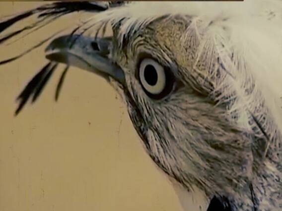 Pakistan allows Bahrain's royal family to hunt extinct 'Son Chiraya'