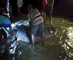 Tarkarli Beach | मच्छीमारांच्या जाळ्यात अडकलेल्या दुर्मिळ 'व्हेल' माशाला ग्रामस्थांकडून जीवनदान | सिंधुदुर्ग | ABP Majha