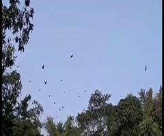 Reporter Stories: পটাশপুরে কমে যাচ্ছে পরিযায়ী পাখির সংখ্যা, চলছে সচেতনতা শিবির