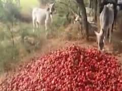 બનાસકાંઠાના ખેડૂતોએ રસ્તા પર ફેંકી દીધા દાડમ, જુઓ વીડિયો 