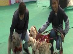 दिल्ली में Pet Festival का शानदार आयोजन, रंग-बिरंगे कपड़ों में पहुंचे कुत्ते-बिल्लियां