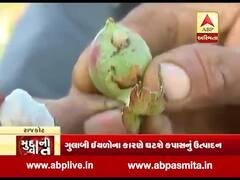 રાજકોટ: કપાસના પાકમાં ગુલાબી ઈયળનો આતંક, જુઓ વીડિયો